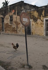 Why did the chicken cross the road, ignoring the no entry sign?