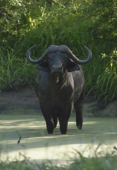 Buffalo wallowing in pool, Majete, Malawi
