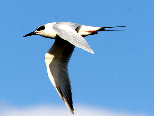 Gull-billed Tern 20091013