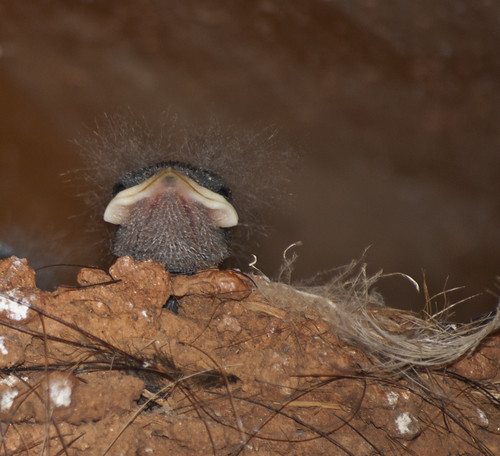 barn swallow with afro  by saddleguy