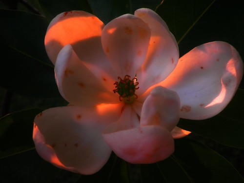 Magnolia in Sunlight by pjovertherainbow