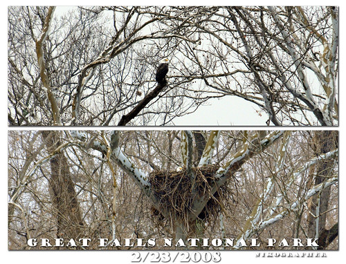 Great Falls Bald Eagles News 2/23/2008 (plus 3/11/2008 update, still on the nest)