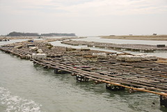 隨處可見的蚵架，是七股潟湖最常見的景象。