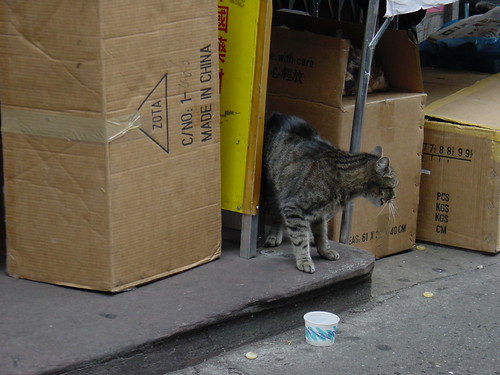 Sunday, I saw the angriest cat in china town.