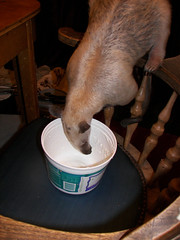 Pua cleans out the yogurt container
