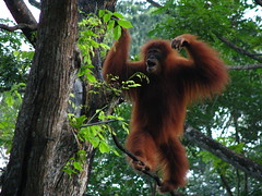 Roaming the tree tops at Singapore zoo. [IMG_4676]