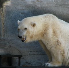 Debby the Polar Bear