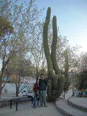 Junto al cactus