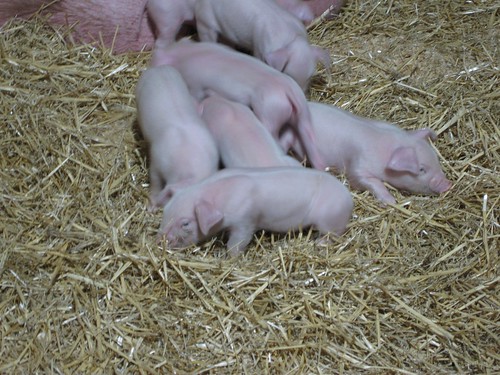 More Piglets