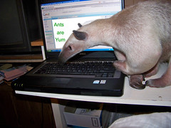 Pua does email