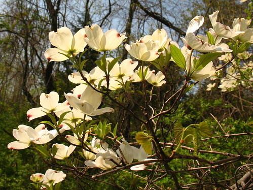 flowering dogwoods in sun