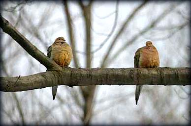 love-doves