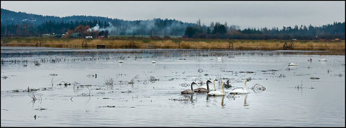 Trumpeter swans at Martindale