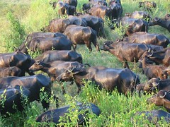 Sri Lanka, waterbuffels