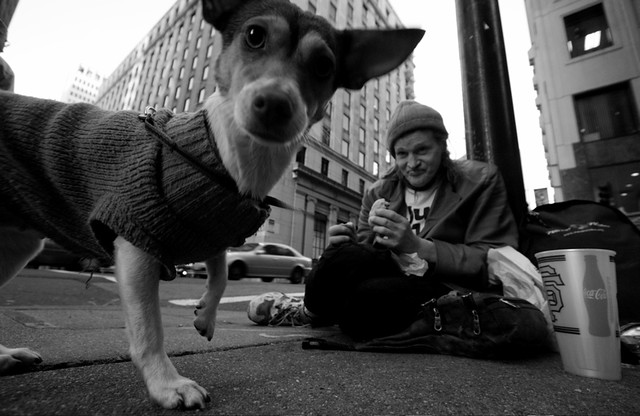 homeless dog photo
