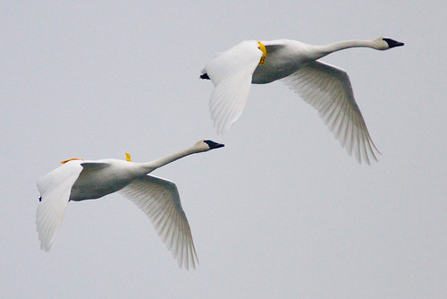 trumpeter swan flying. Trumpeter Swans in Flight