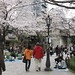 隅田川公園內的櫻花