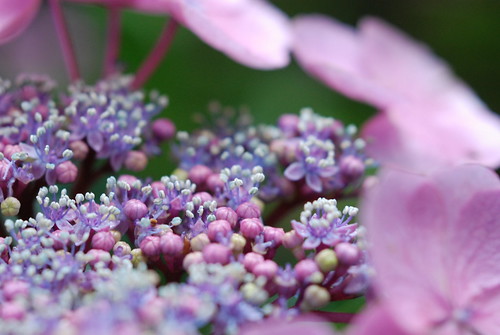 pink/purple little buds..
