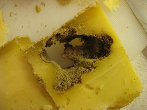 cheese mites