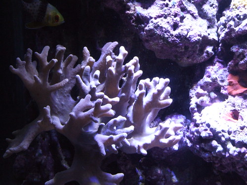 reef aquaillumination sinularia