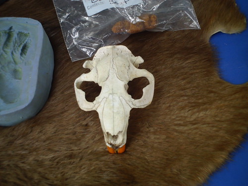 A beaver skull