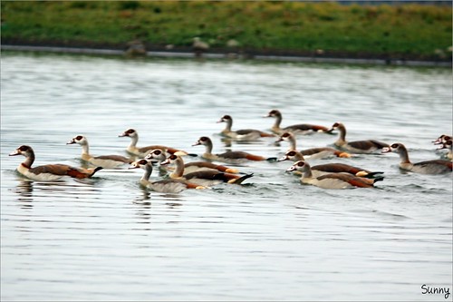 你拍攝的 34 Lake Naivasha - Egyptian Goose。