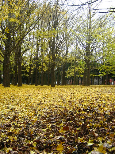Golden leaves of ginko trees in Yoyogi Park 4