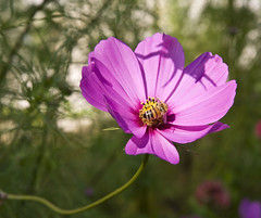 Bee & flower