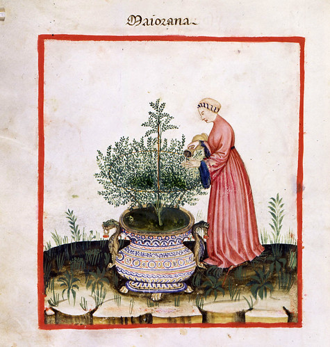 017- La mejorana hierba aromatica y medicinal-TACUINUM SANITATIS- Biblioteca Casanetense Ms. 4182