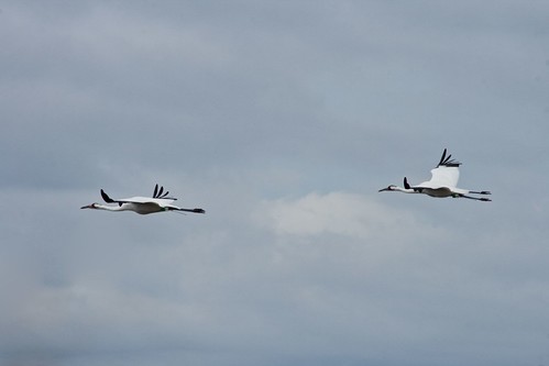 whoopers3