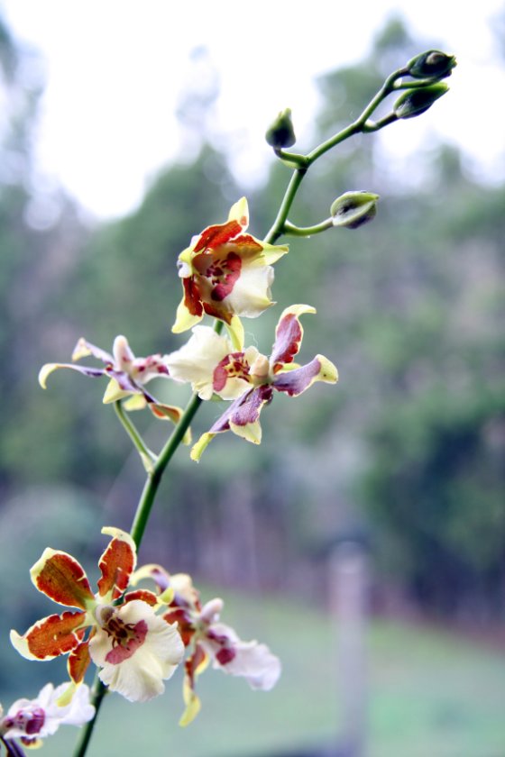 orquídea con flores
