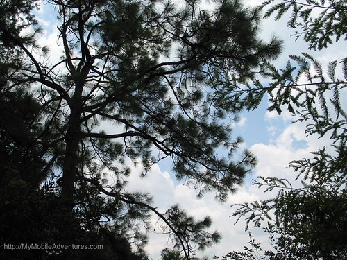 IMG_1565-Six-Mile-Cypress-sky-trees-clouds