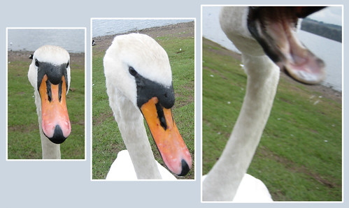 Aggressive swan
