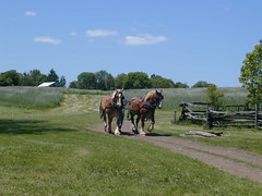 Horses in Mercer County, New Jersey