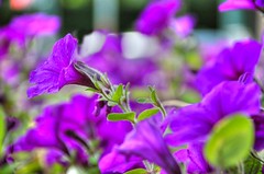 Purple Plant HDR