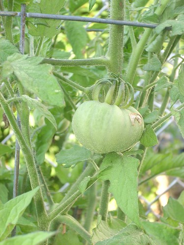 West Virginia Tomato