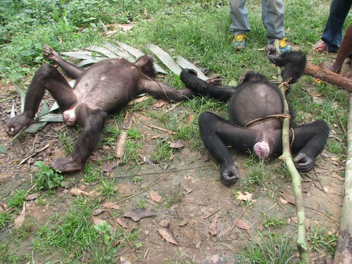 bonobos killed by Major Ranger