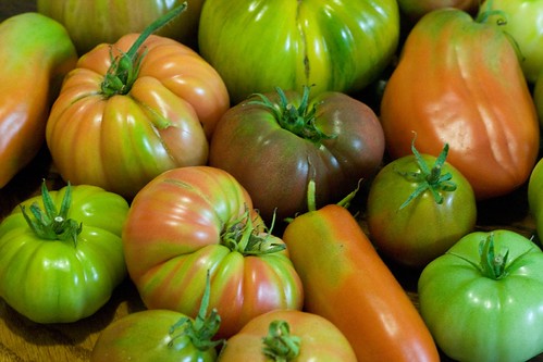 tomato menegerie 2