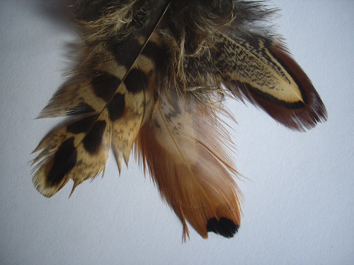 Mystery Feathers