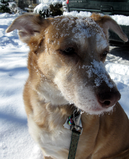 Una with a Snowy Nose (Click to enlarge)