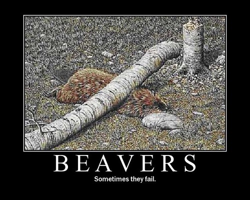 poor beaver :(