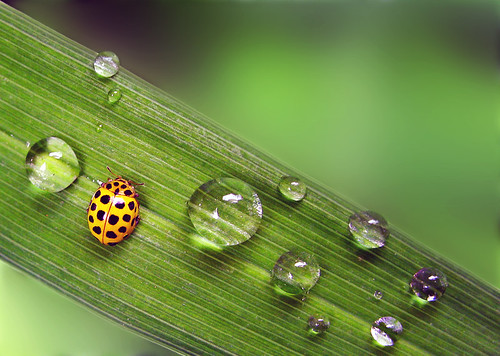 lady bug with waterdrops