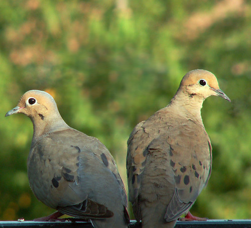 Doves, Paired