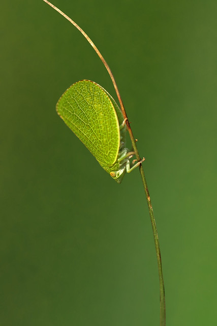 Acanaloniid Planthopper (Acanalonia conica)