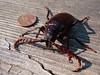 prionus beetle - 3" long!