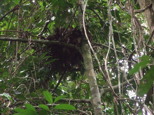 bonobo nest 4