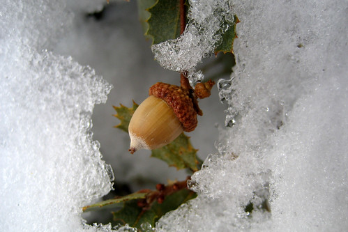 acorn trapped in the snow