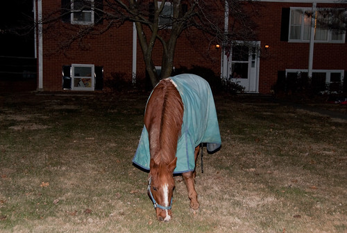 theres a horse in my yard
