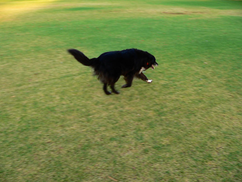 Monty having her morning run