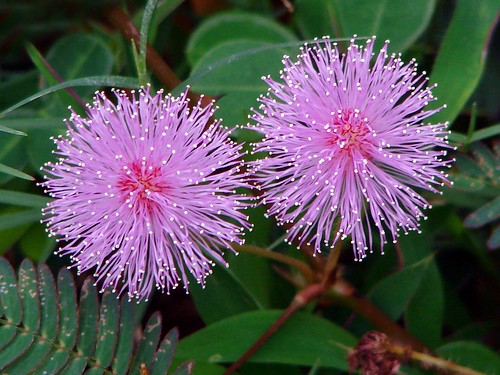 Mimosa pudica flowers